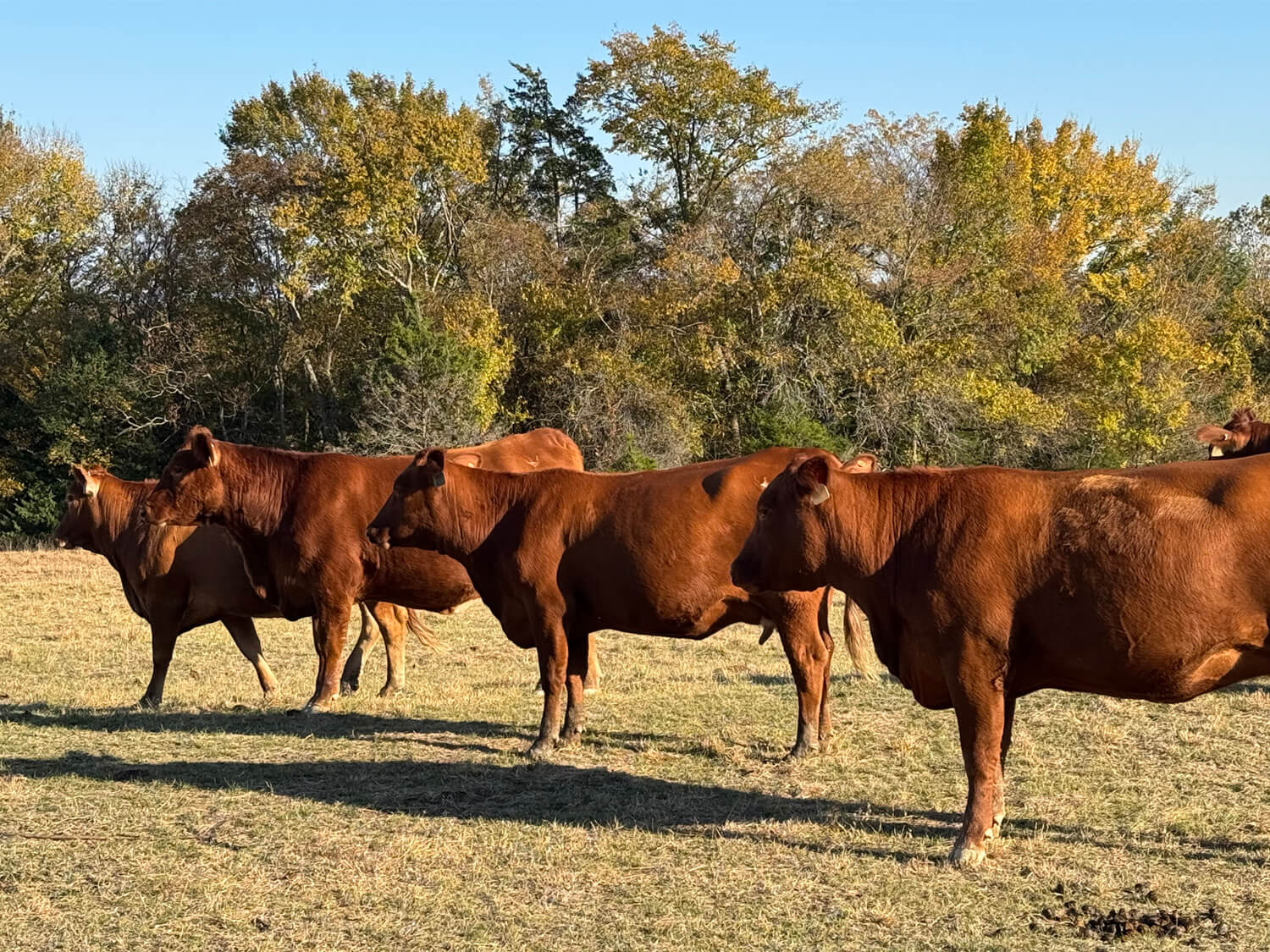 Red Cattle